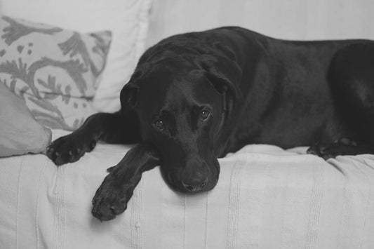 Managing bed wetting and incontinence problems in dogs