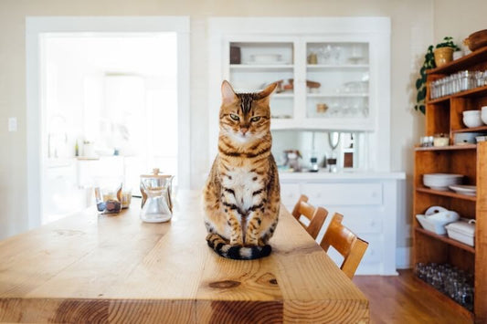 Territory-Marking-in-Cats