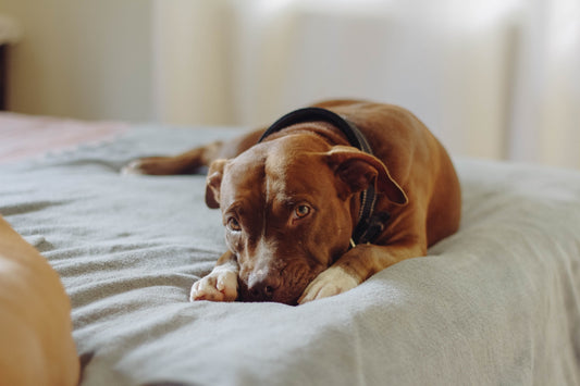 dog urine bed