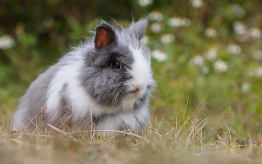 guinea pig urine remover