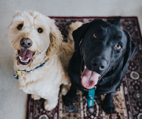 Carpet ruined clearance by pet urine