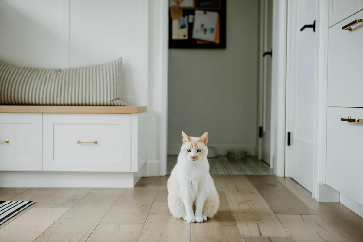 Cat spraying in outlet house