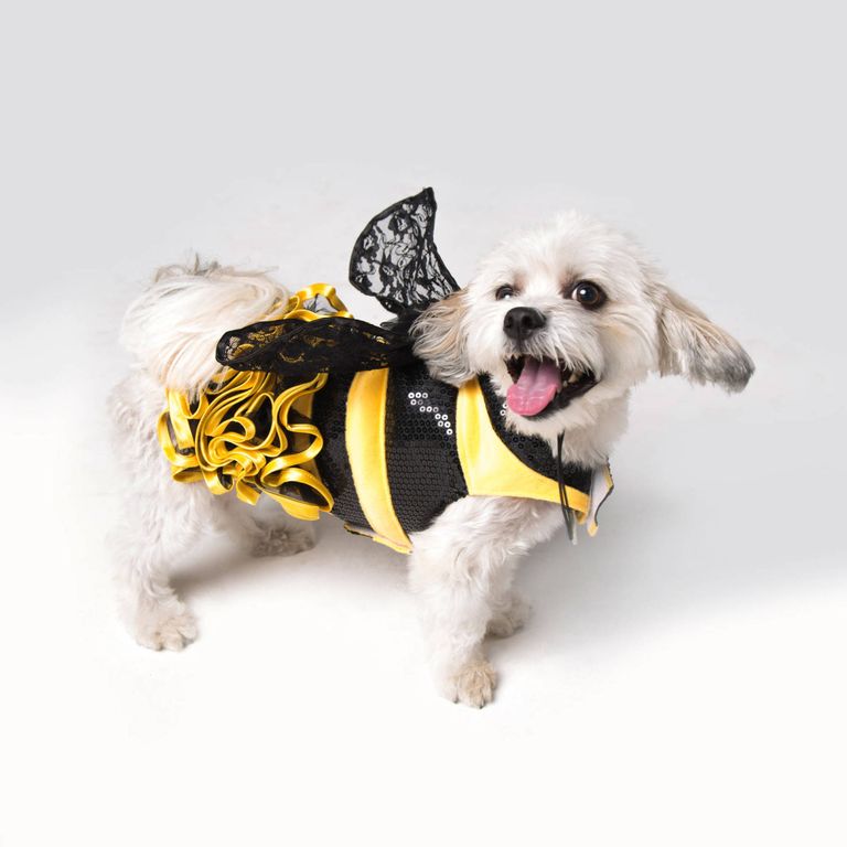 halloween safety tips for pets
