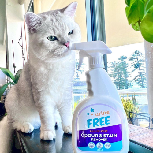Enzymatic cleaner for hot sale cat urine australia